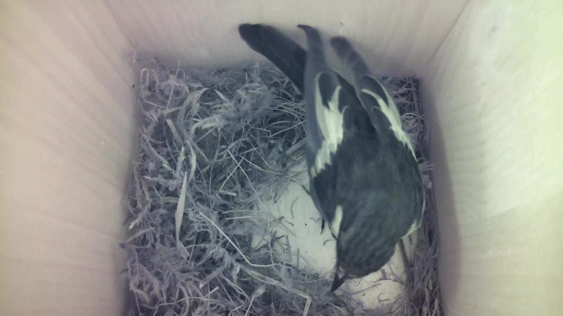 Aufnahme aus dem Vogelhaus