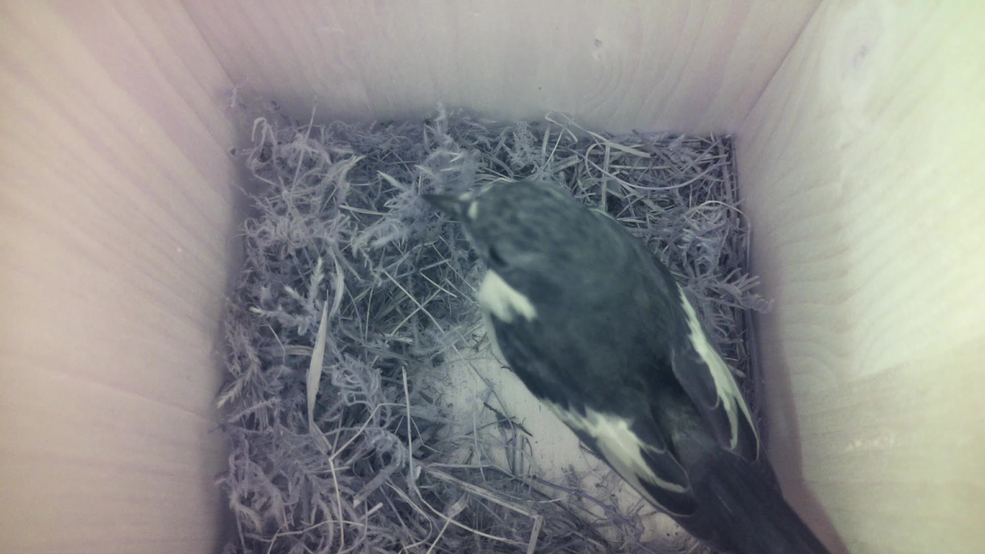 Aufnahme aus dem Vogelhaus