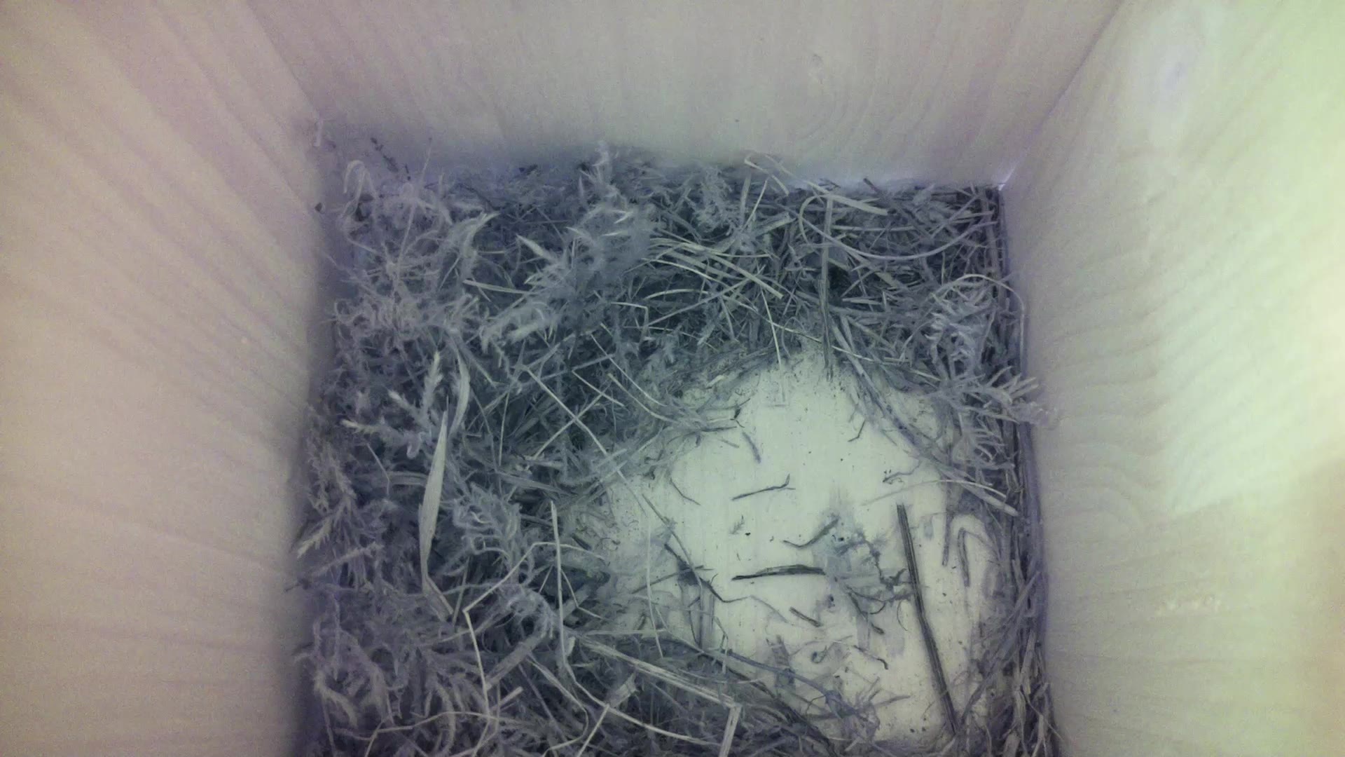 Aufnahme aus dem Vogelhaus