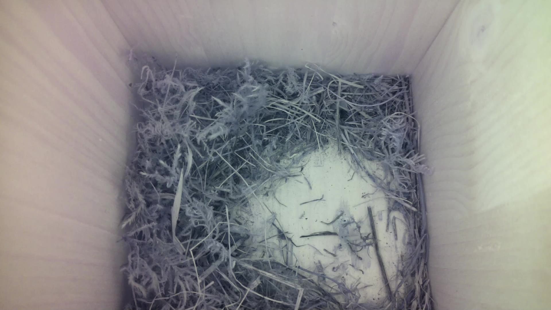 Aufnahme aus dem Vogelhaus