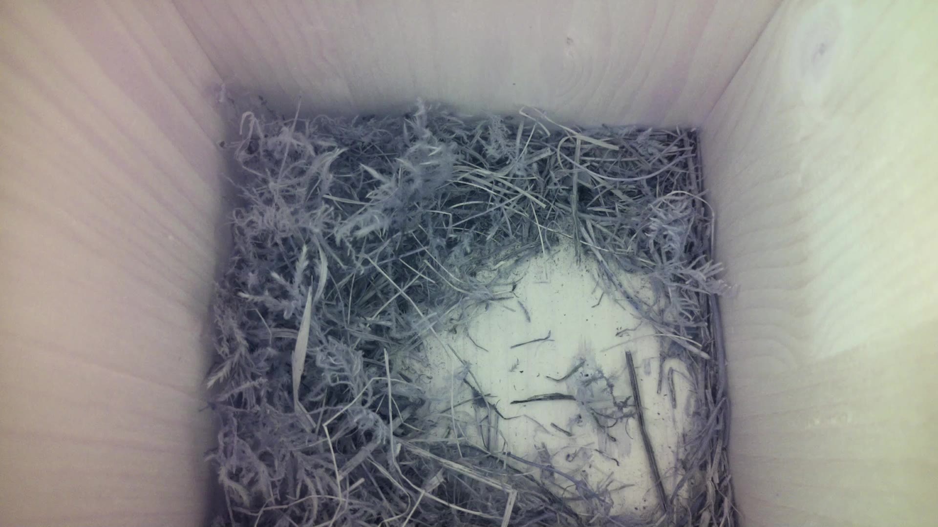 Aufnahme aus dem Vogelhaus
