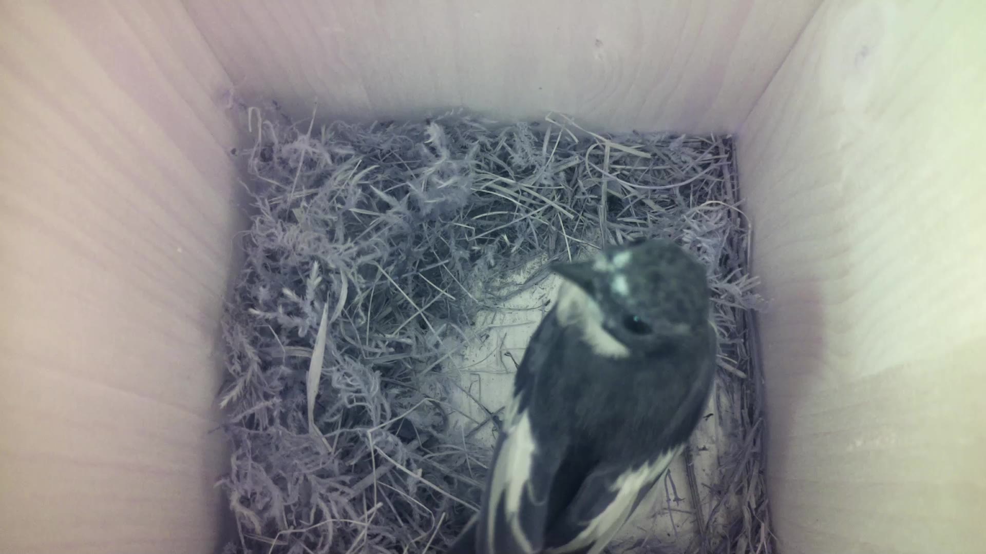 Aufnahme aus dem Vogelhaus