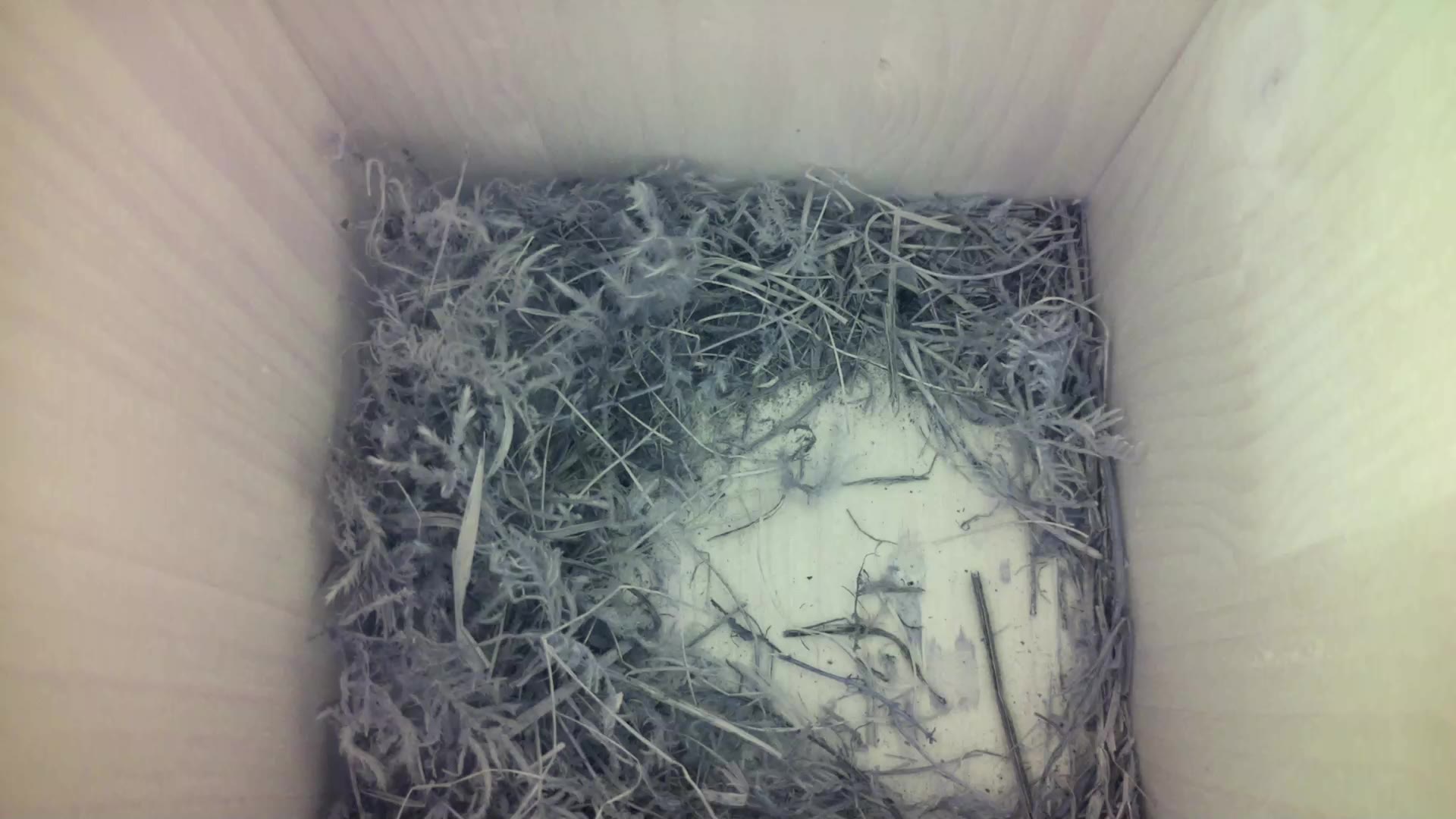 Aufnahme aus dem Vogelhaus