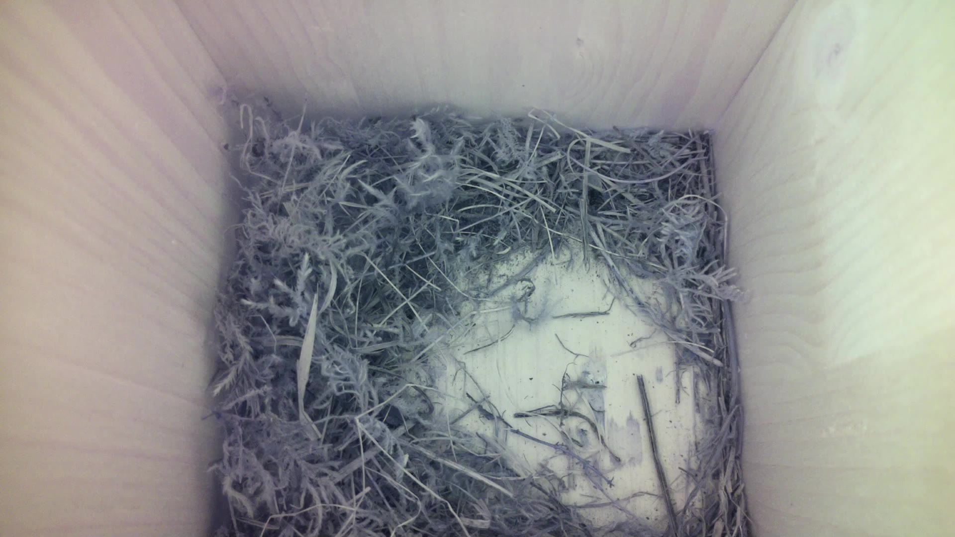 Aufnahme aus dem Vogelhaus