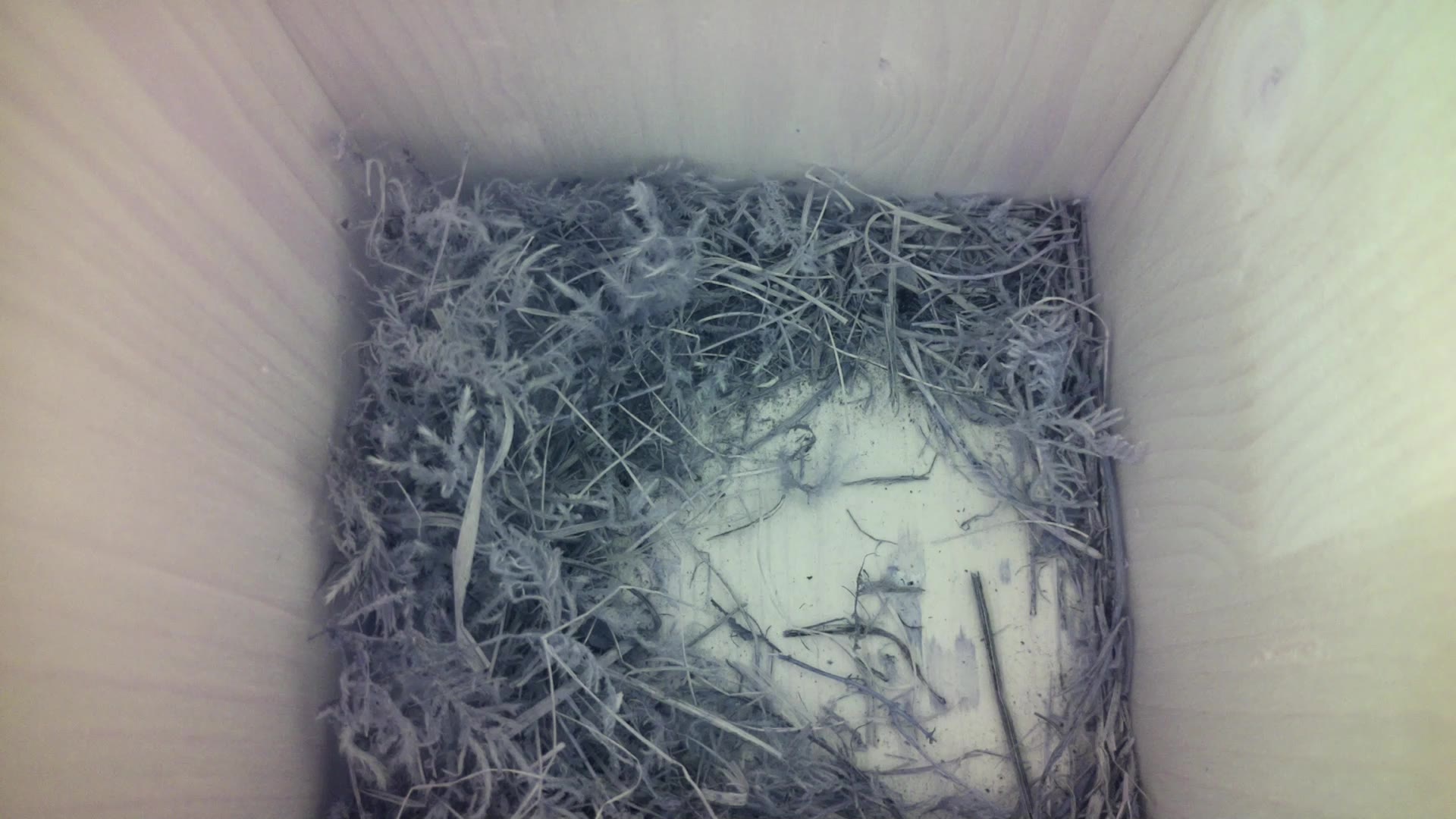 Aufnahme aus dem Vogelhaus