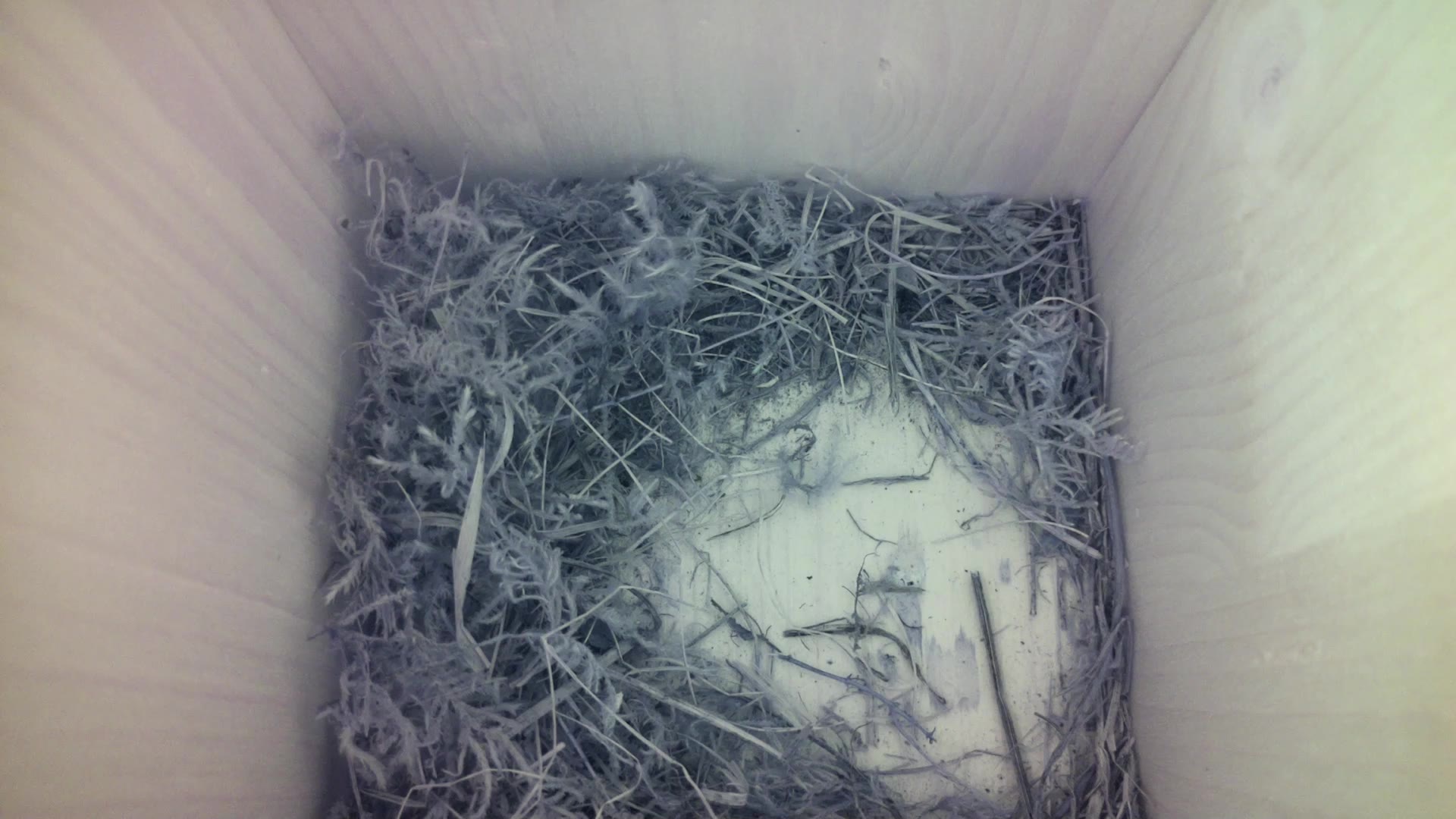 Aufnahme aus dem Vogelhaus
