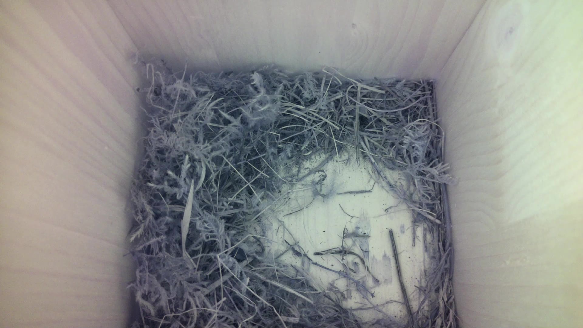 Aufnahme aus dem Vogelhaus