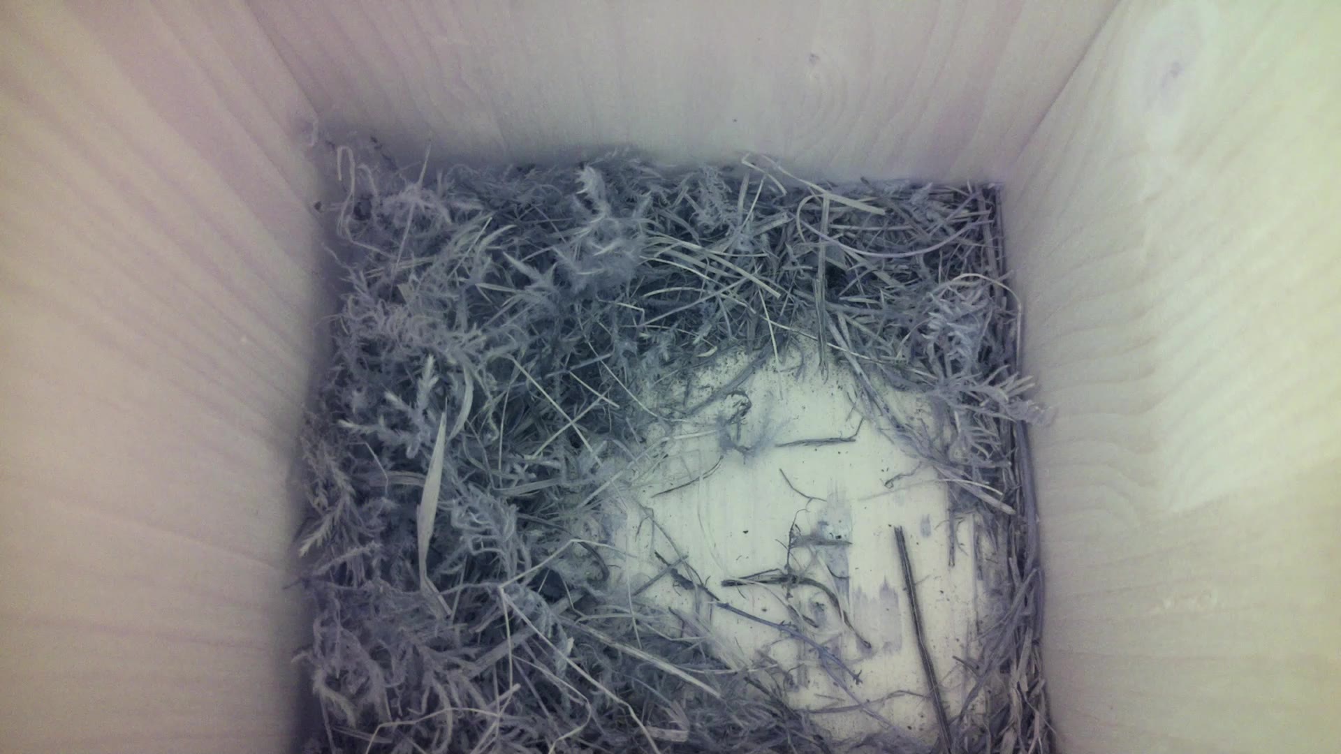 Aufnahme aus dem Vogelhaus