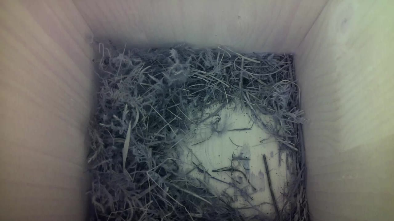 Aufnahme aus dem Vogelhaus