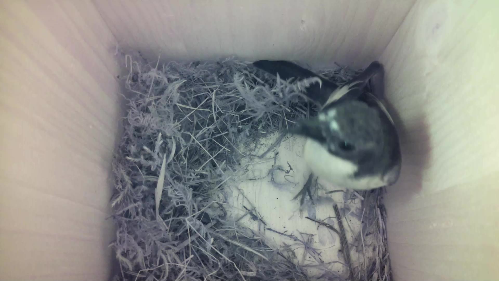 Aufnahme aus dem Vogelhaus