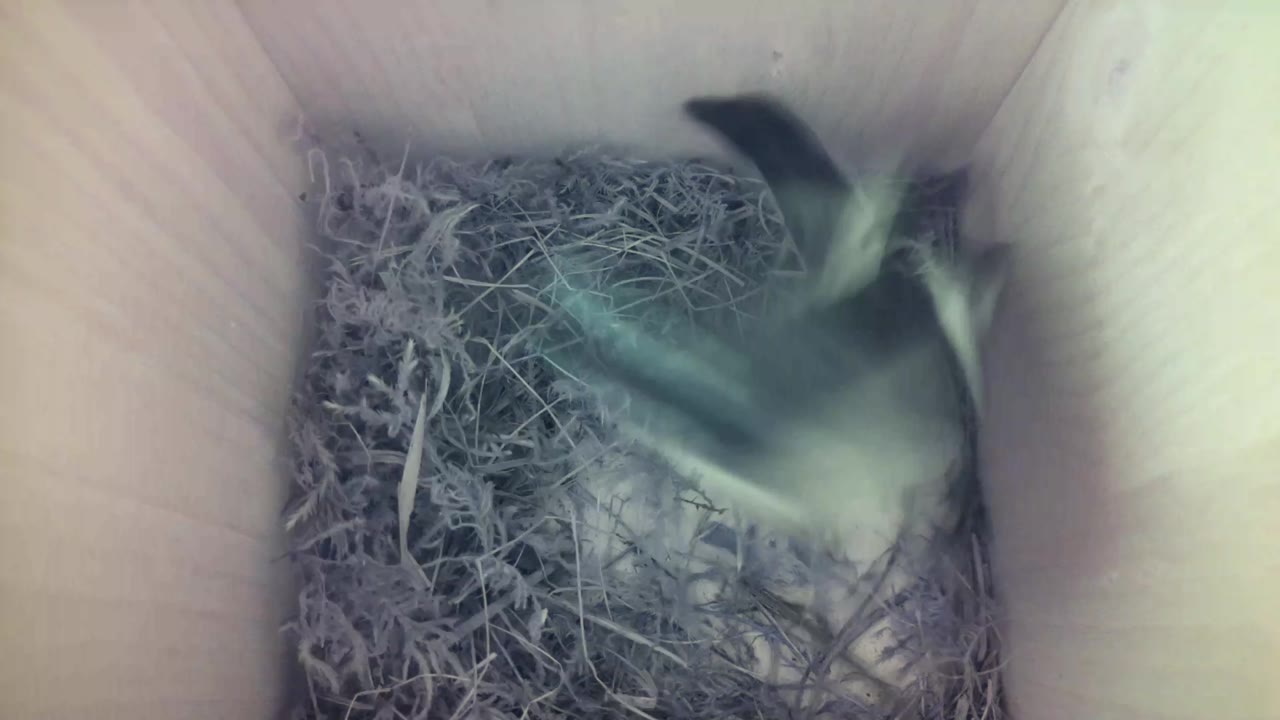 Aufnahme aus dem Vogelhaus