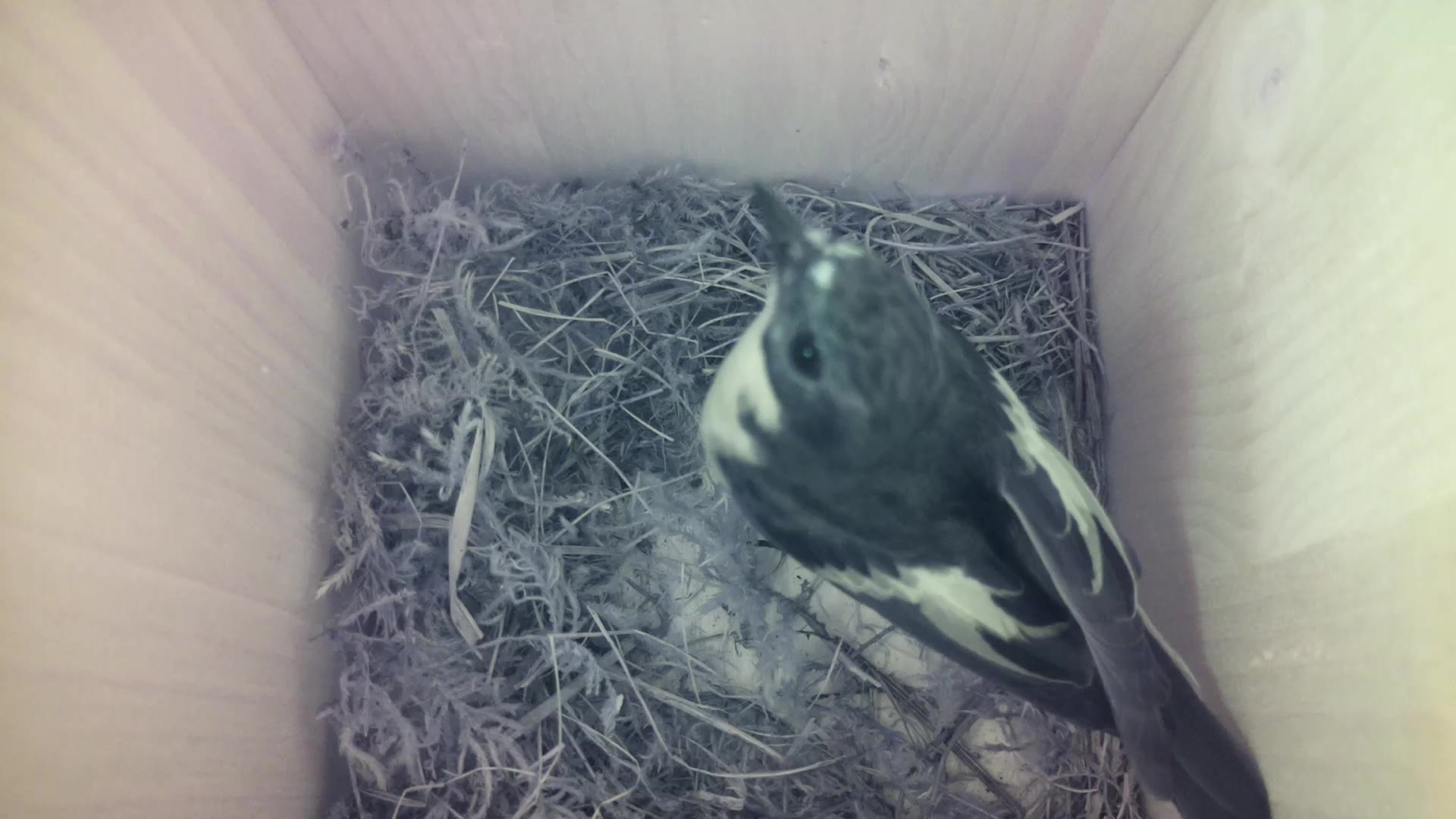 Aufnahme aus dem Vogelhaus