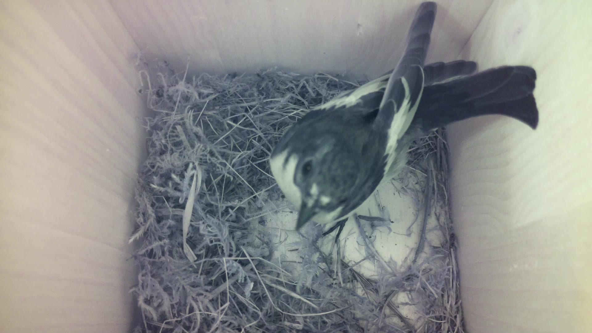 Aufnahme aus dem Vogelhaus