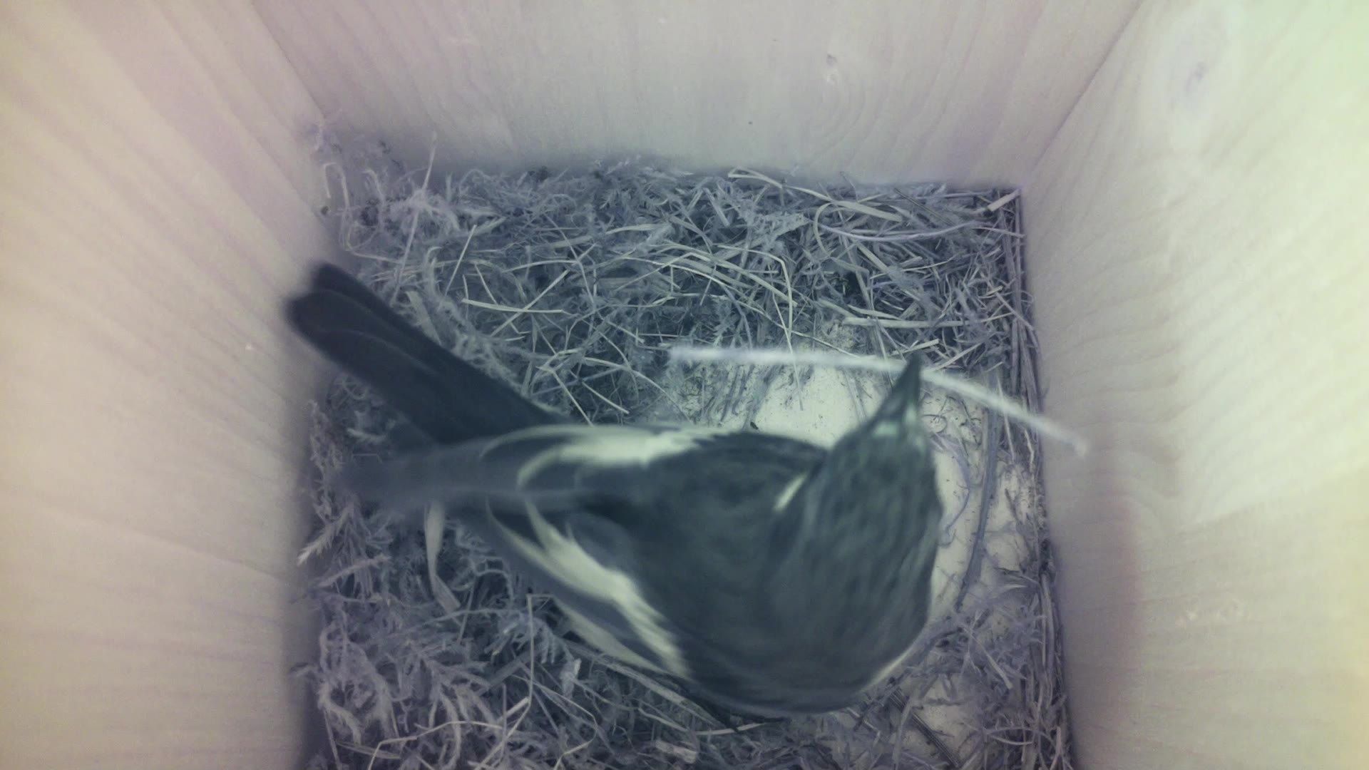 Aufnahme aus dem Vogelhaus