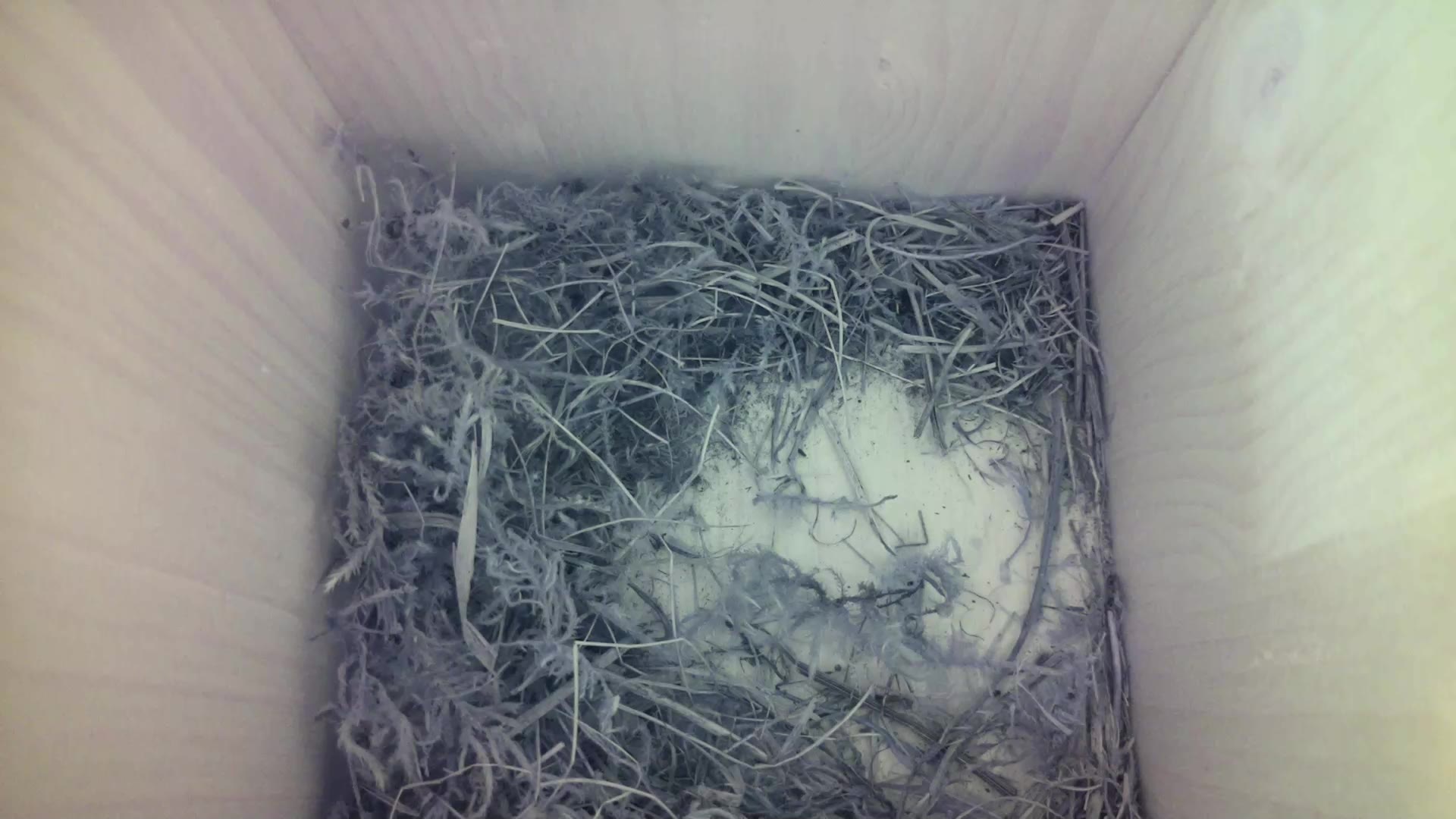 Aufnahme aus dem Vogelhaus