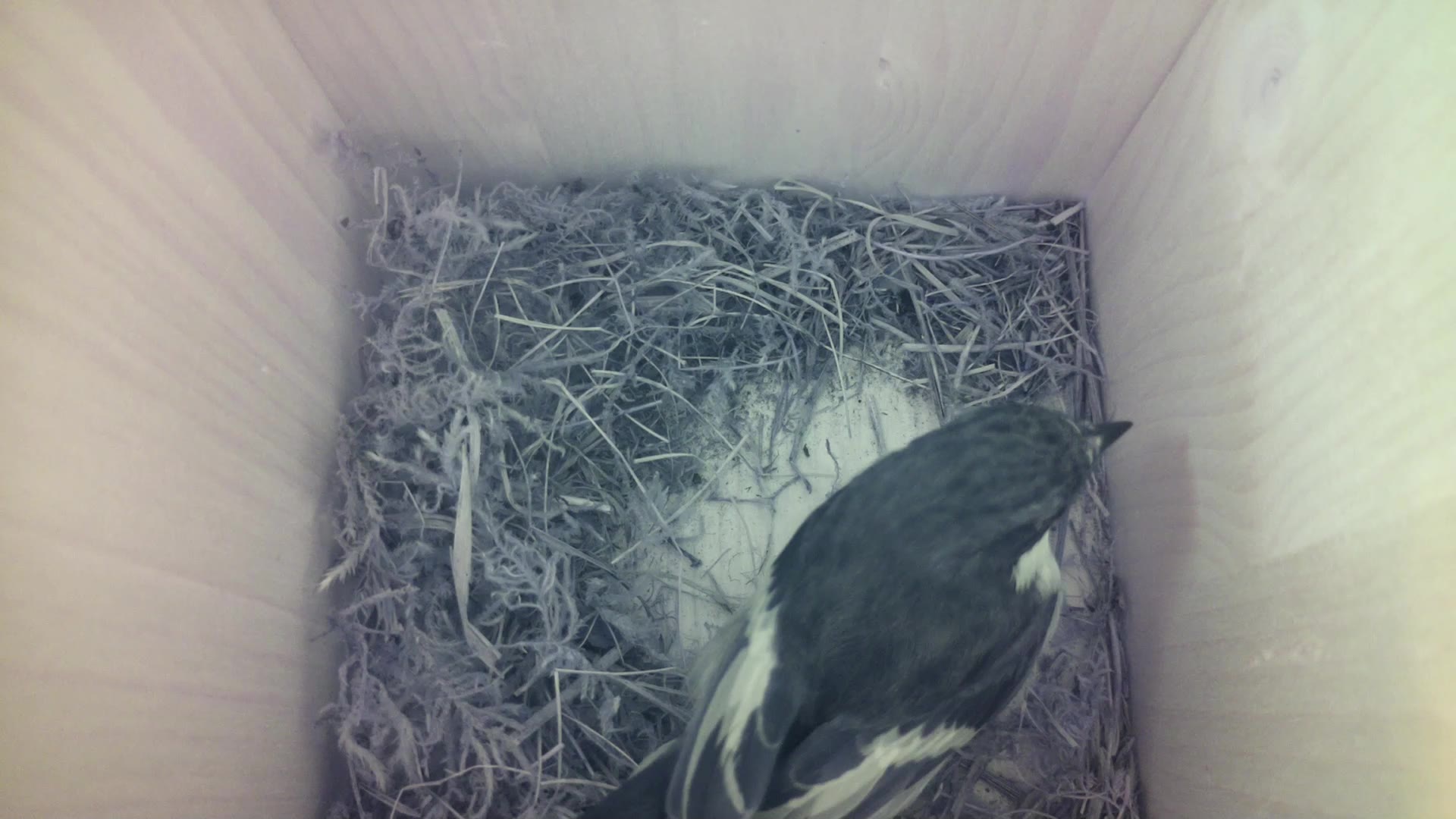 Aufnahme aus dem Vogelhaus