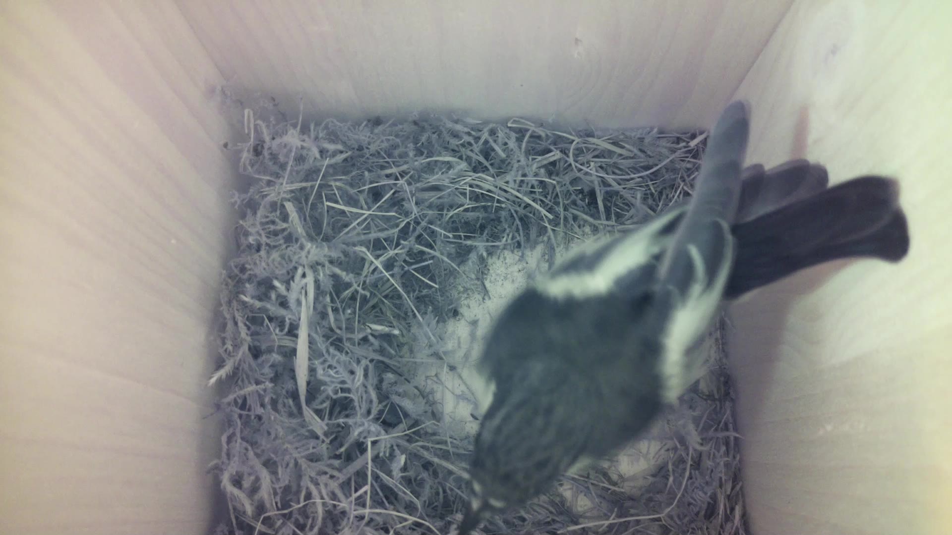 Aufnahme aus dem Vogelhaus