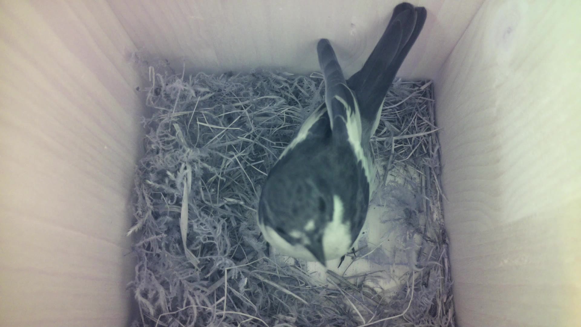 Aufnahme aus dem Vogelhaus