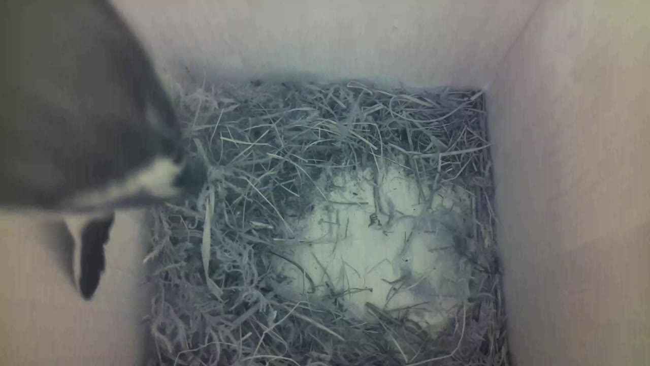 Aufnahme aus dem Vogelhaus