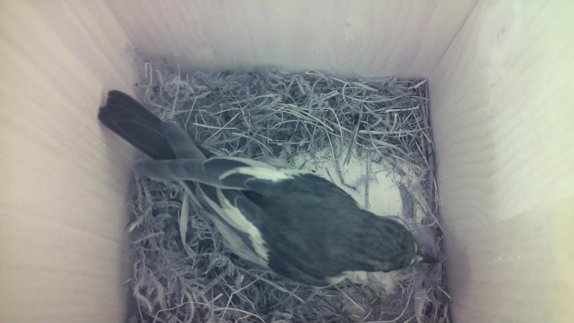Aufnahme aus dem Vogelhaus
