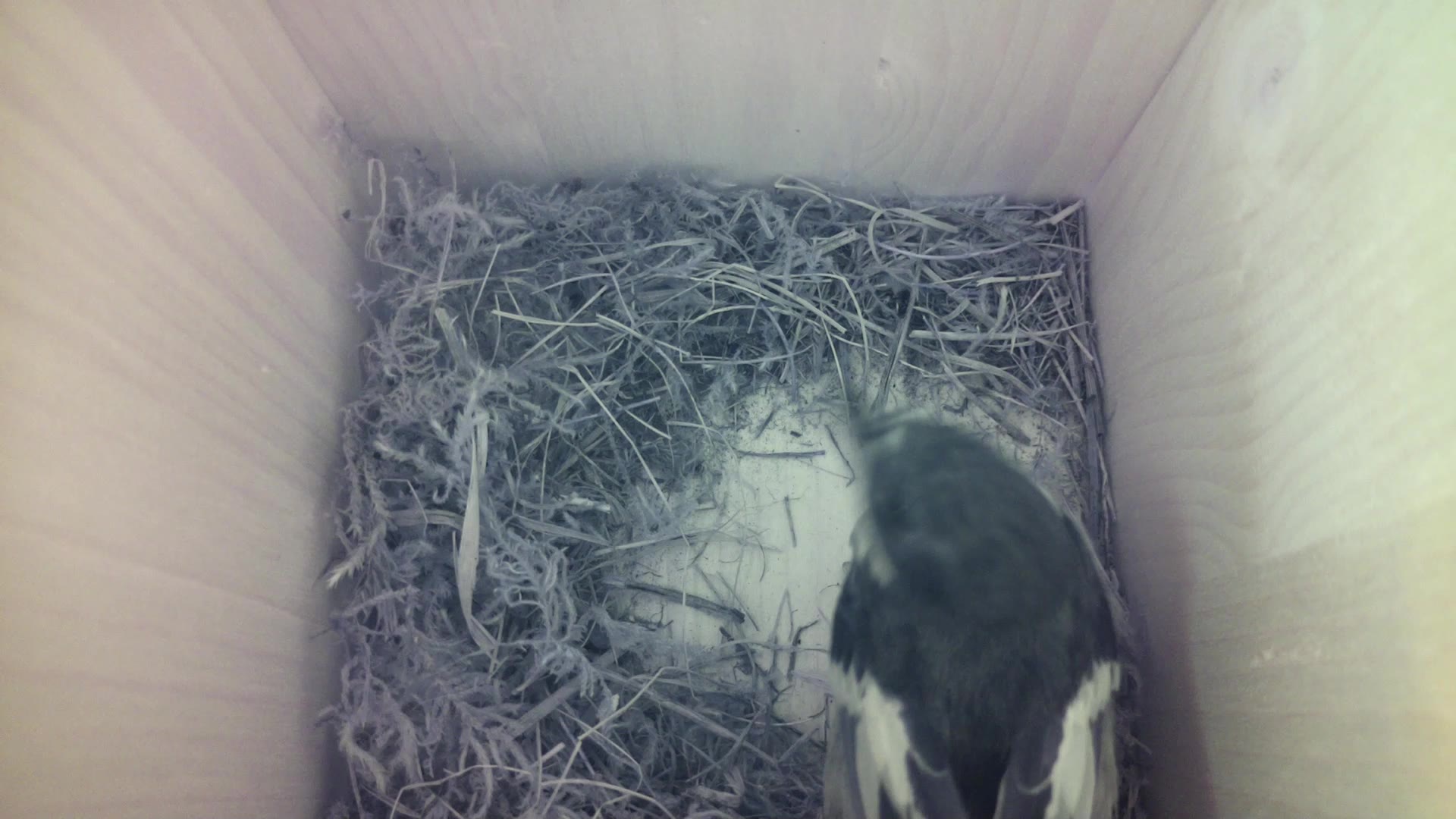 Aufnahme aus dem Vogelhaus