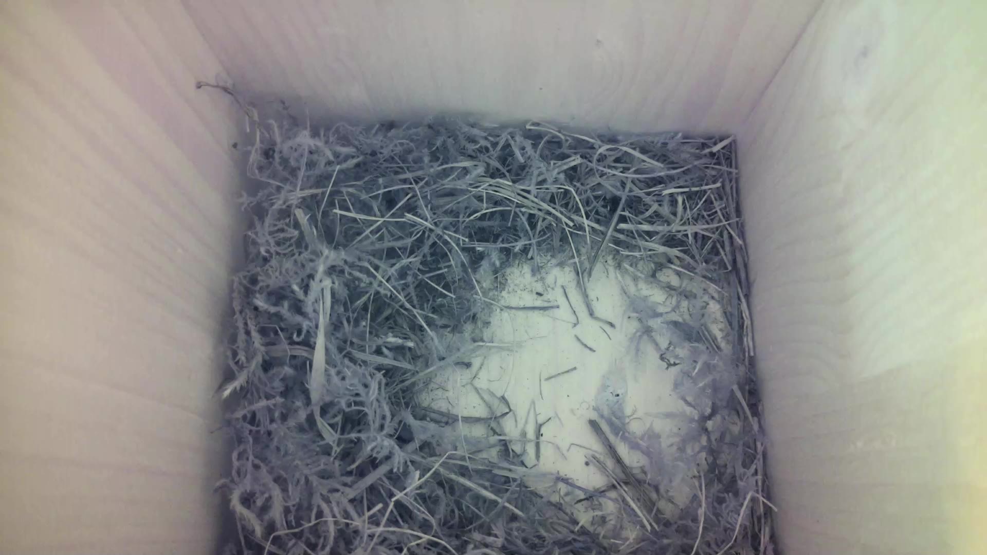 Aufnahme aus dem Vogelhaus