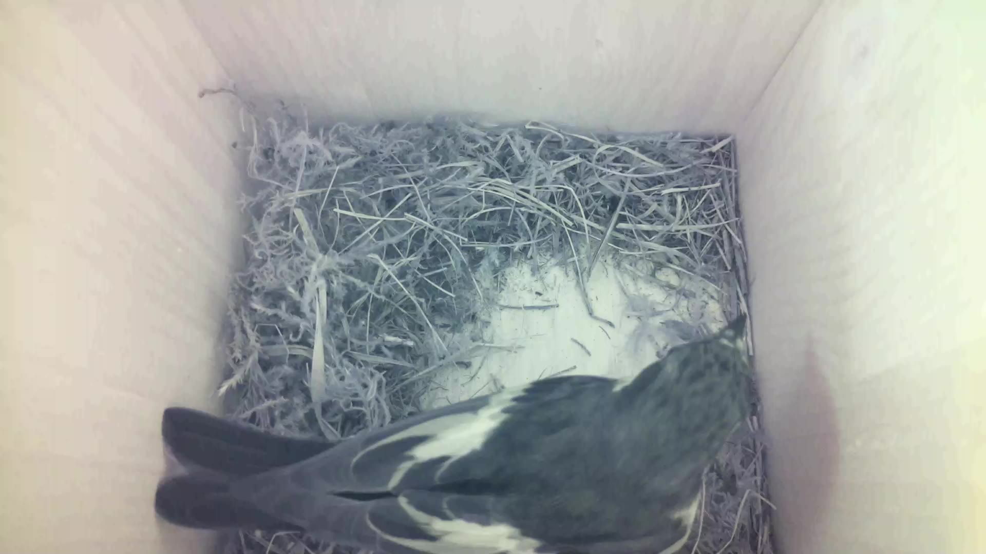 Aufnahme aus dem Vogelhaus