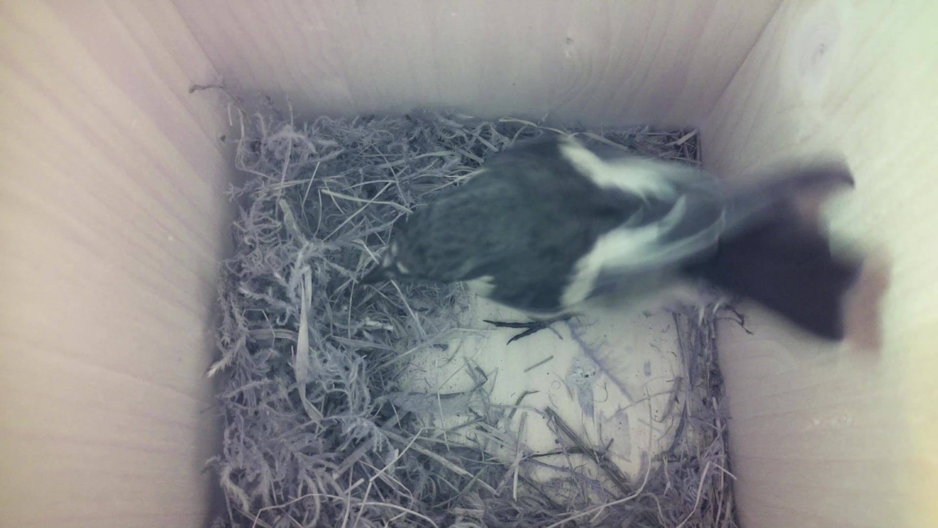 Aufnahme aus dem Vogelhaus