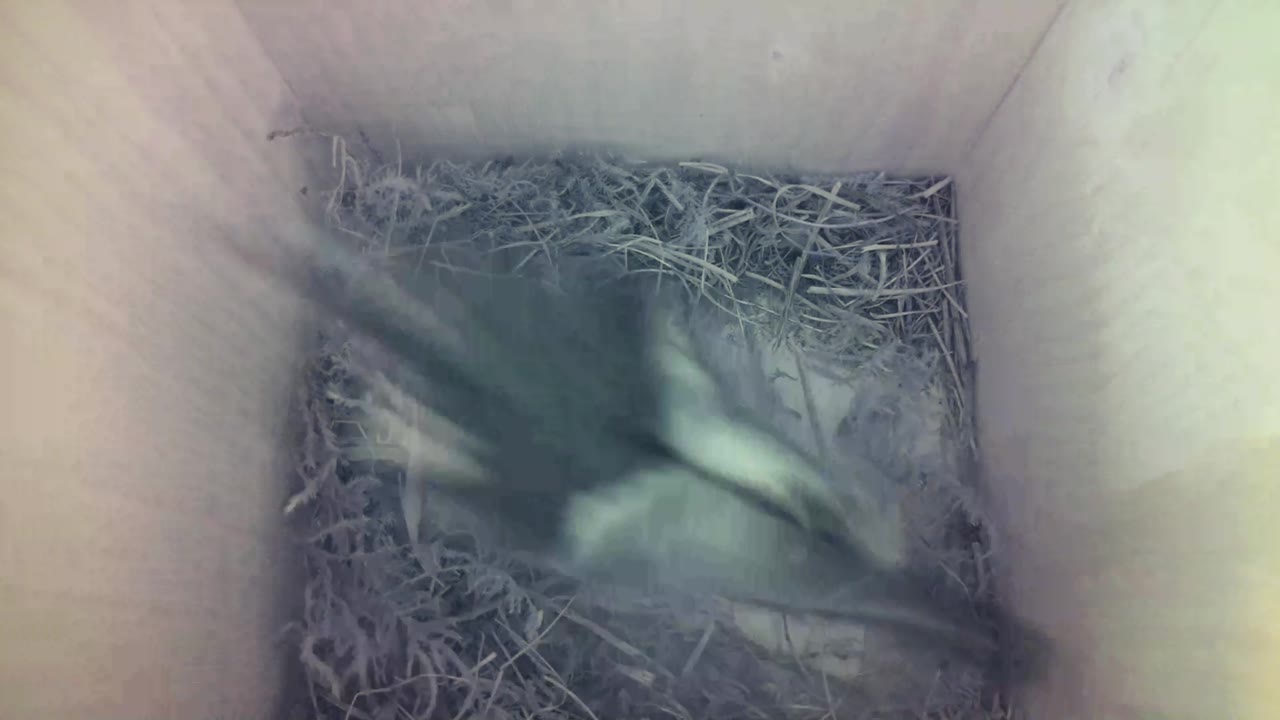 Aufnahme aus dem Vogelhaus