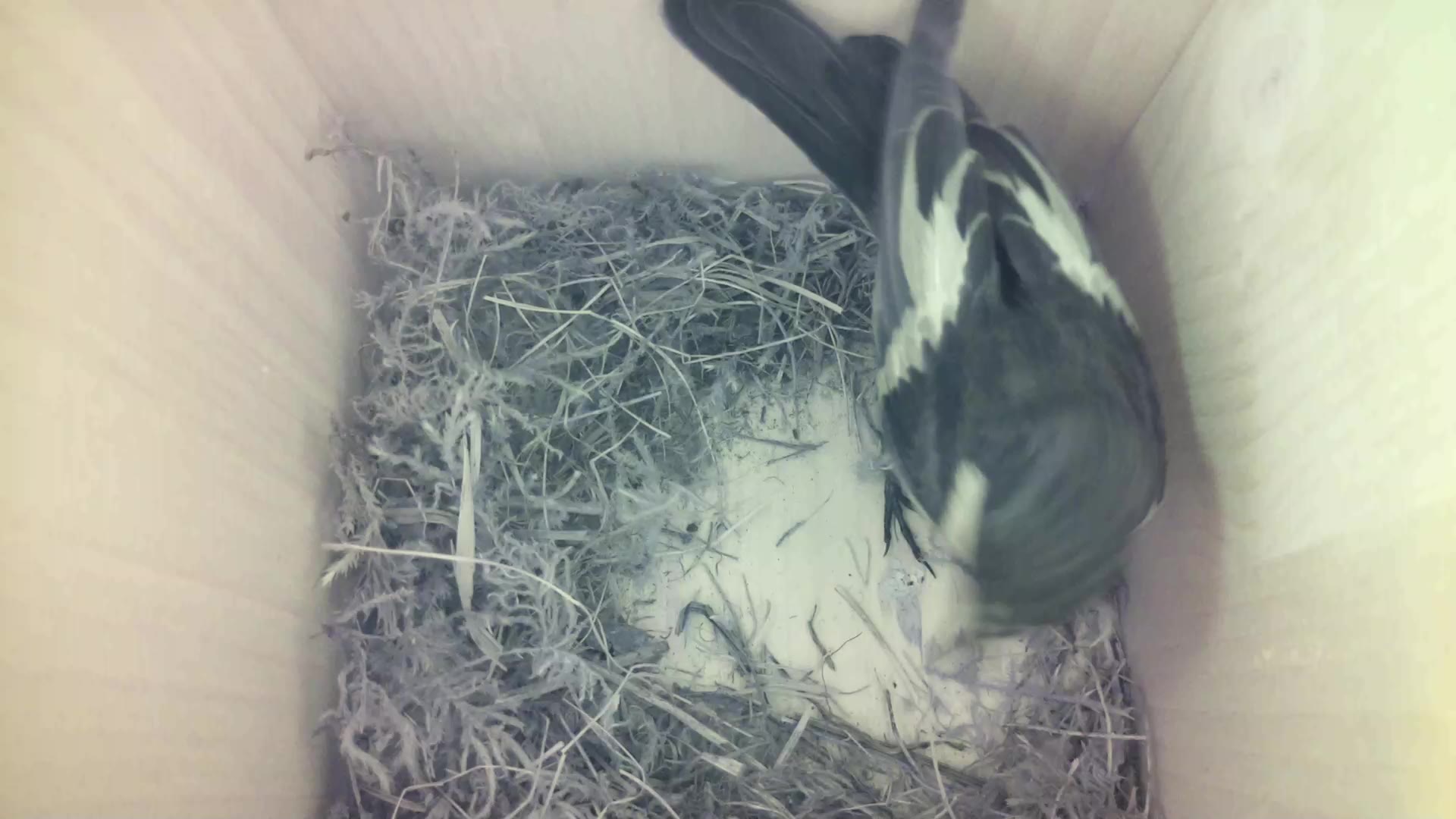 Aufnahme aus dem Vogelhaus