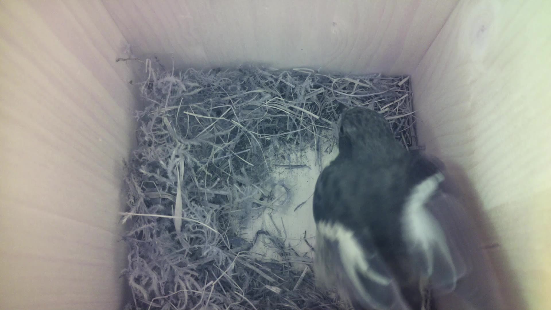 Aufnahme aus dem Vogelhaus