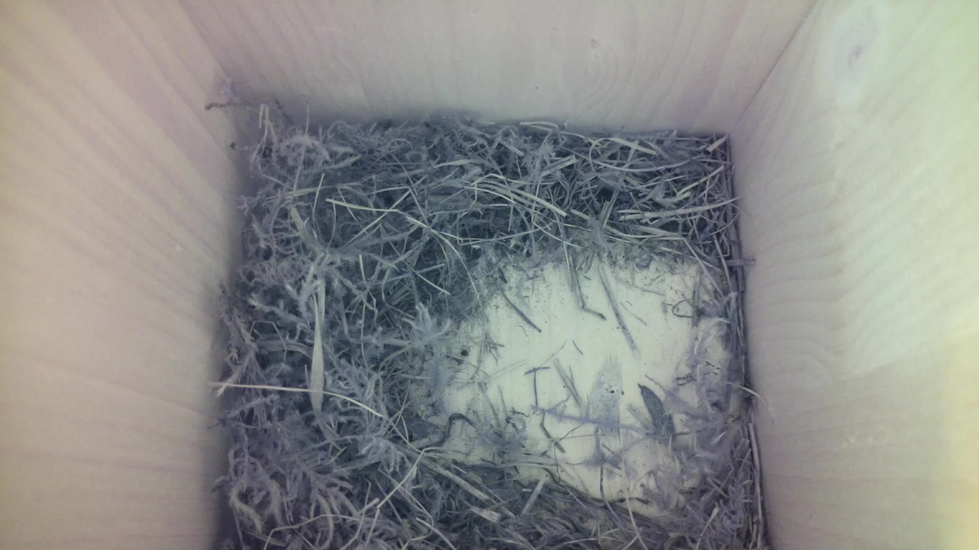 Aufnahme aus dem Vogelhaus