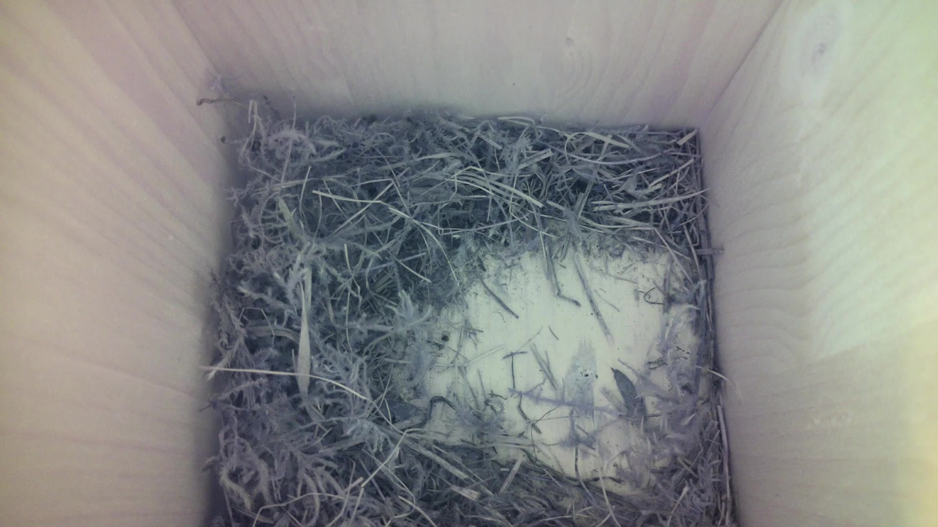 Aufnahme aus dem Vogelhaus
