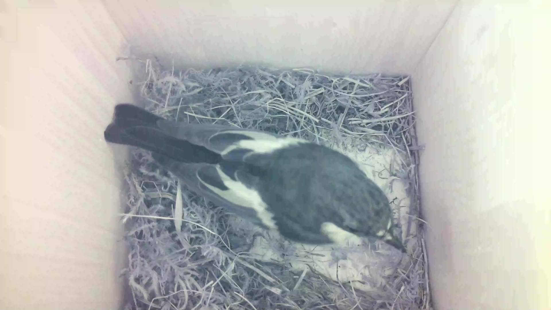 Aufnahme aus dem Vogelhaus