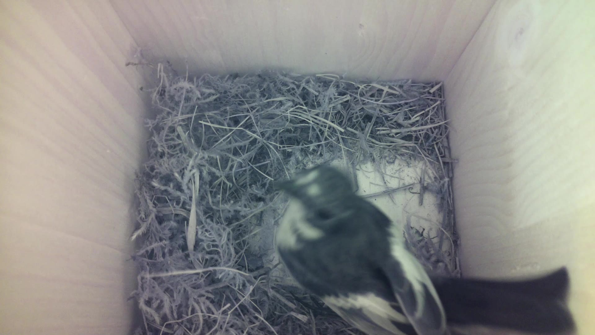 Aufnahme aus dem Vogelhaus
