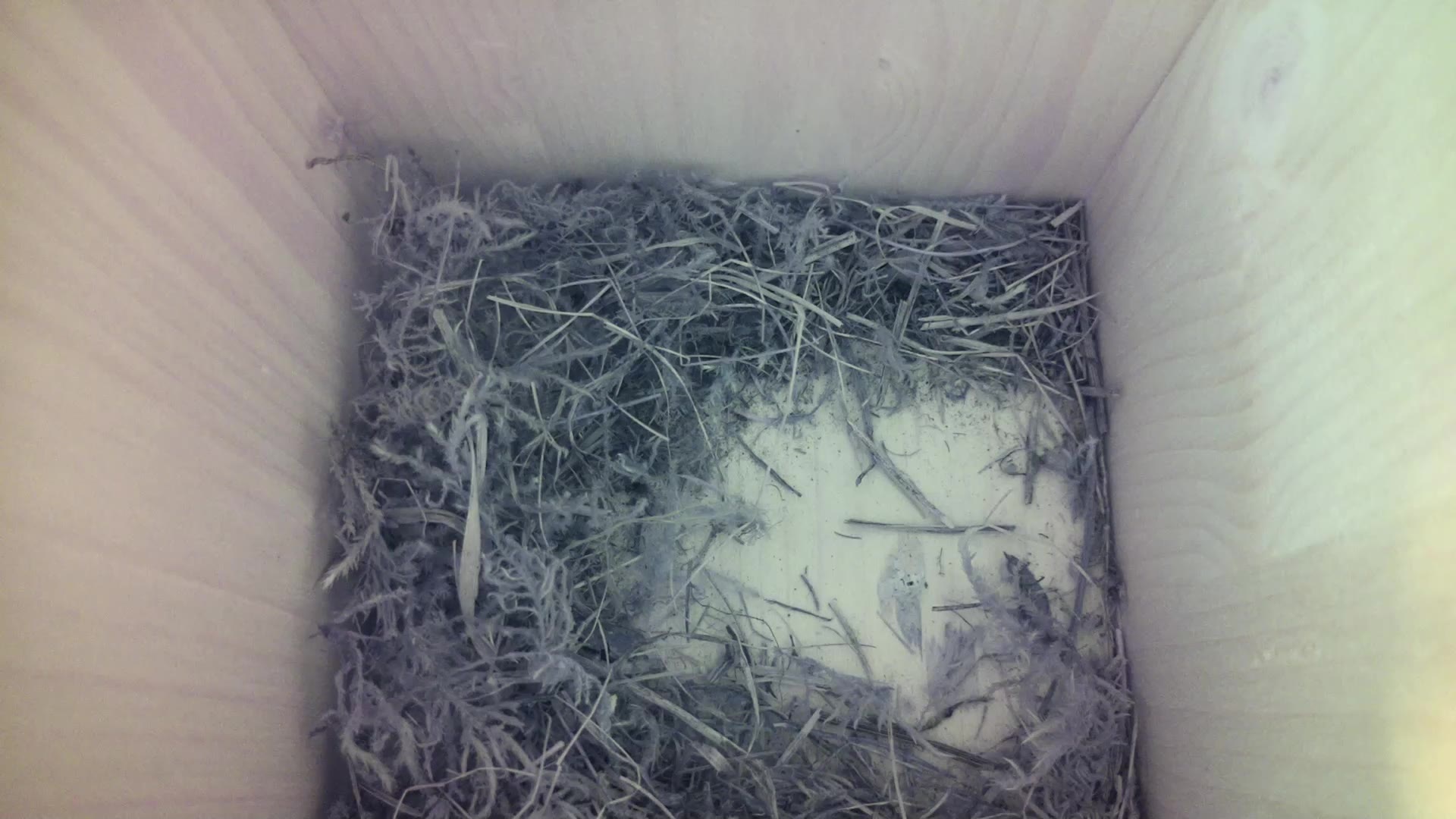 Aufnahme aus dem Vogelhaus