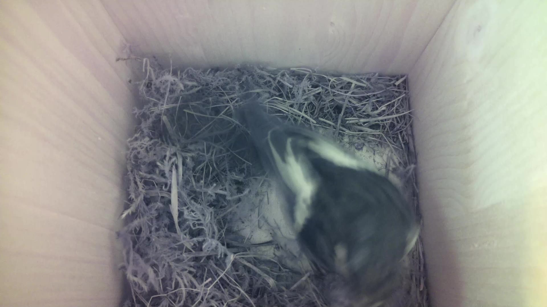 Aufnahme aus dem Vogelhaus