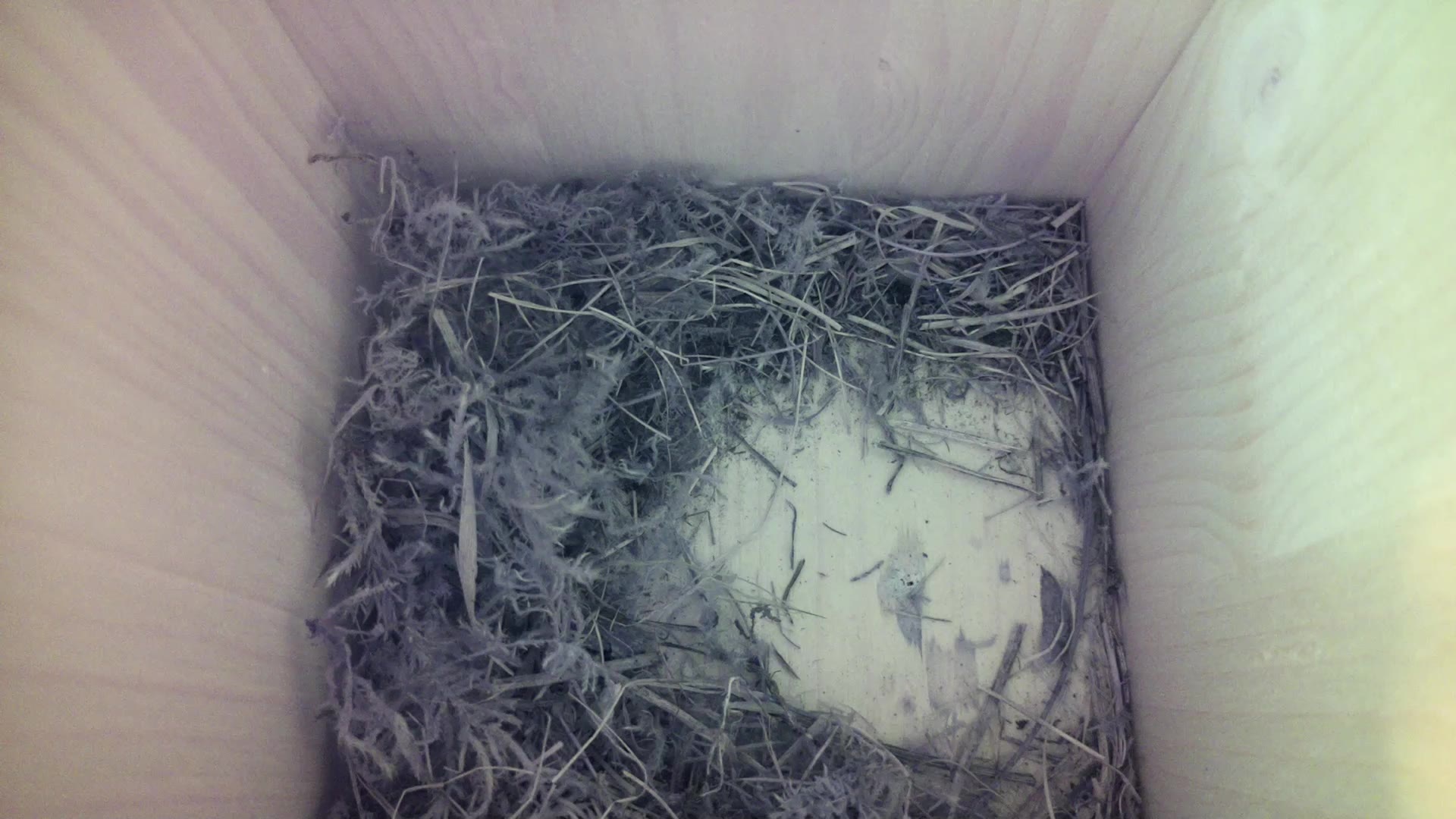 Aufnahme aus dem Vogelhaus