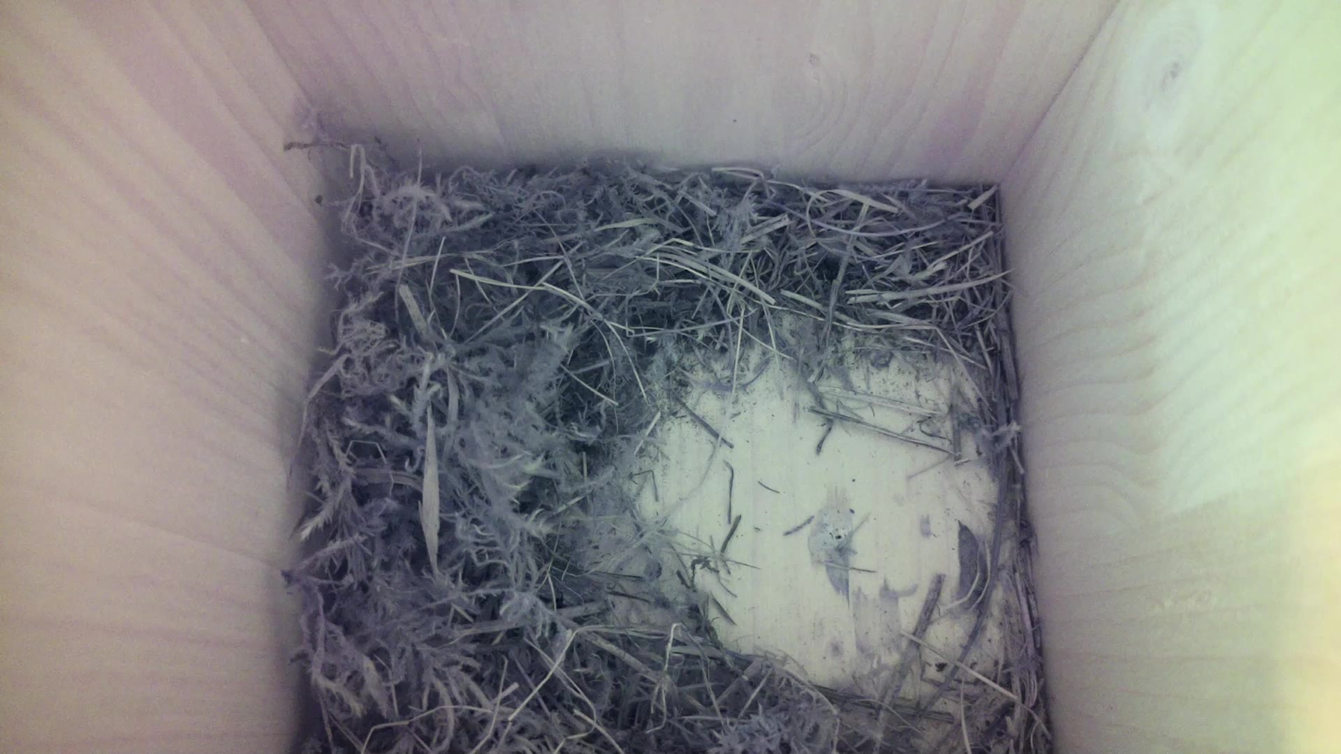 Aufnahme aus dem Vogelhaus