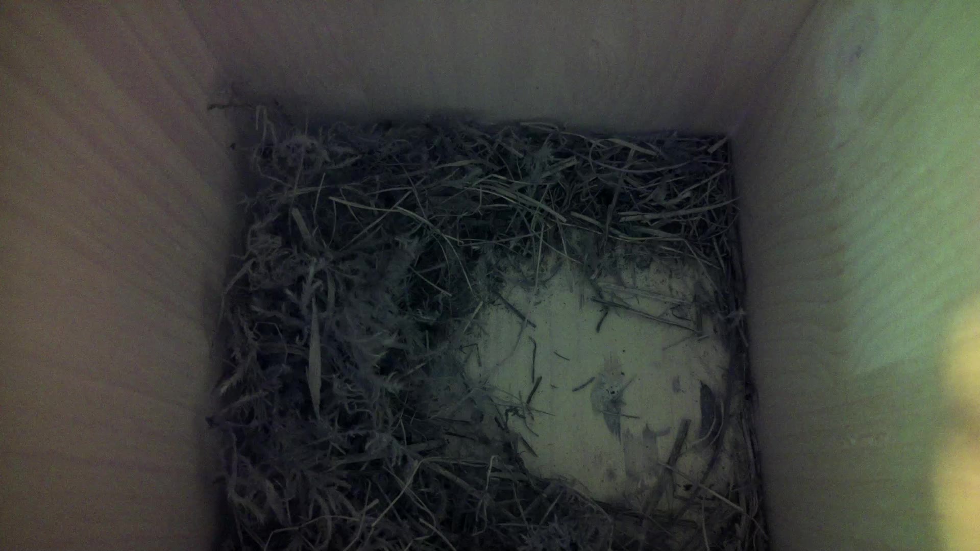 Aufnahme aus dem Vogelhaus