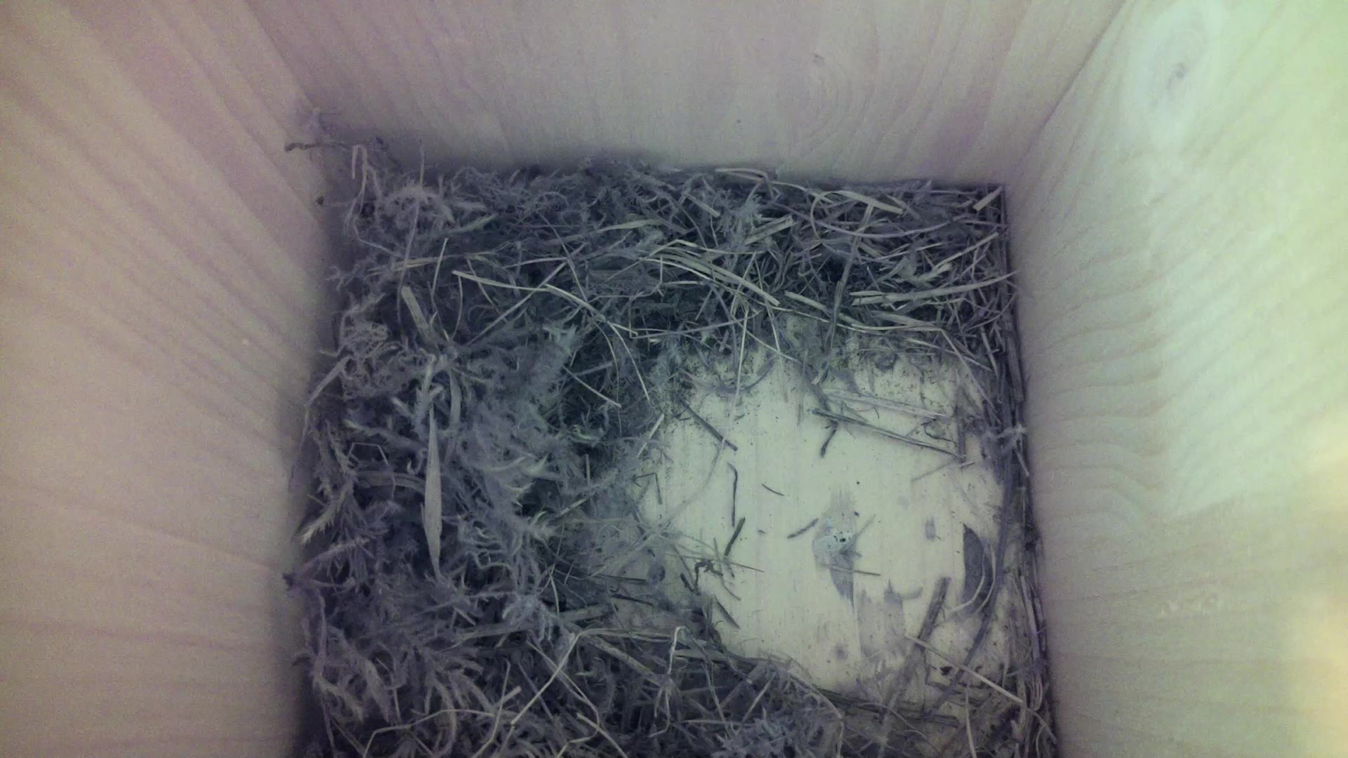 Aufnahme aus dem Vogelhaus
