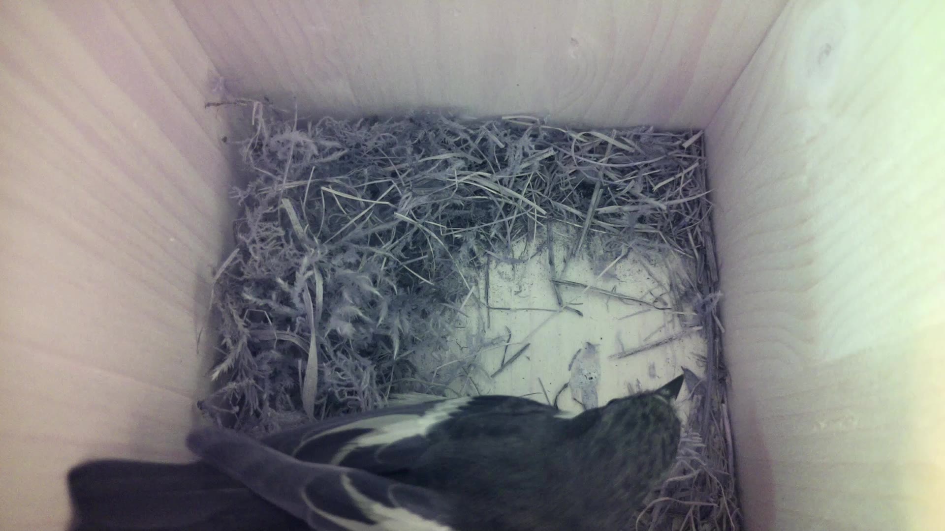 Aufnahme aus dem Vogelhaus