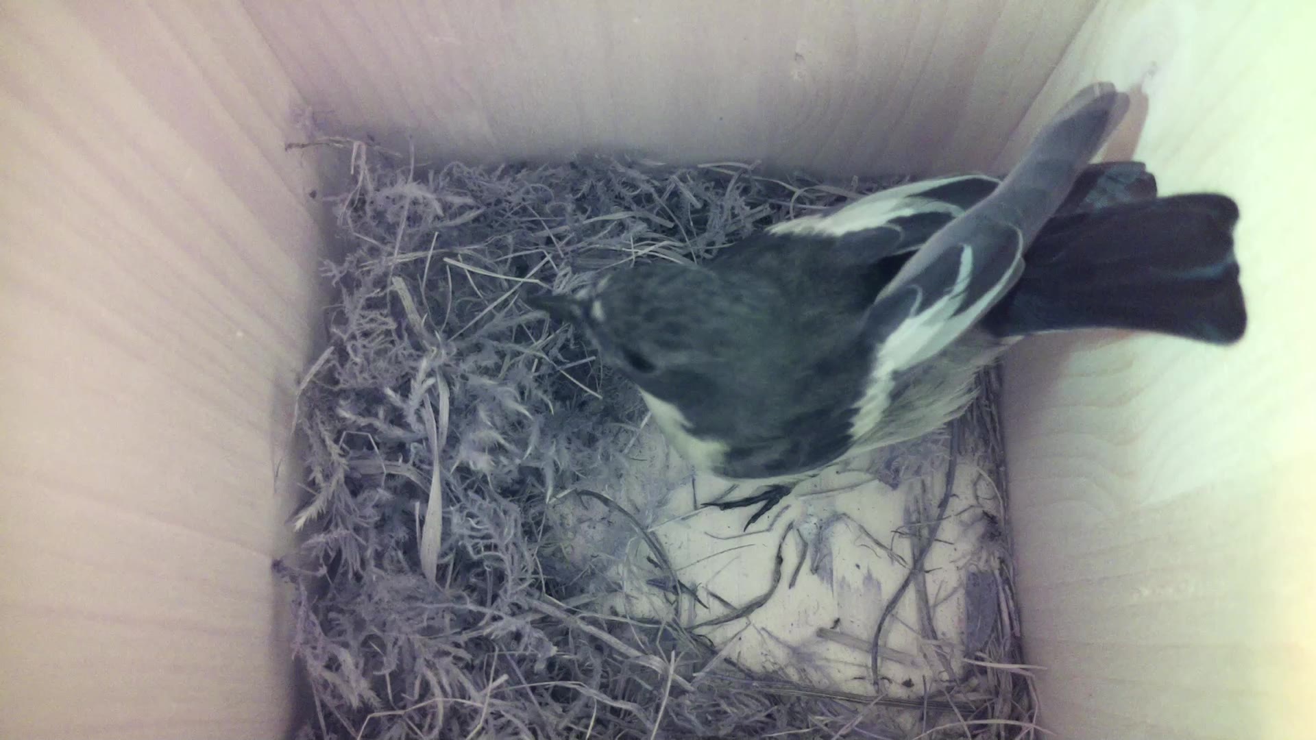 Aufnahme aus dem Vogelhaus