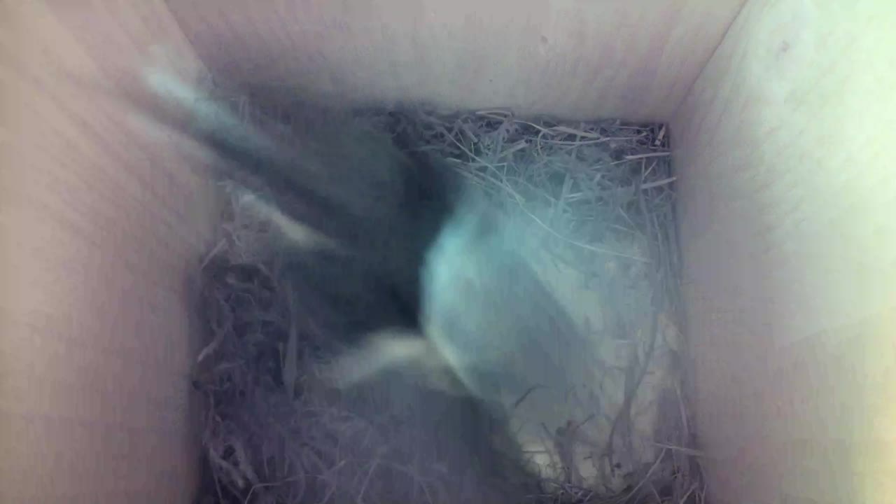 Aufnahme aus dem Vogelhaus