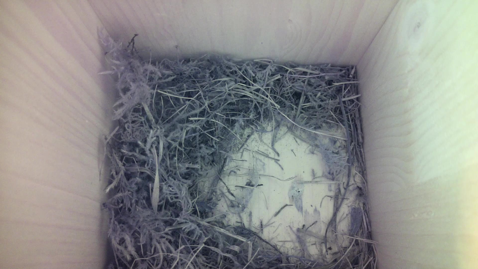 Aufnahme aus dem Vogelhaus