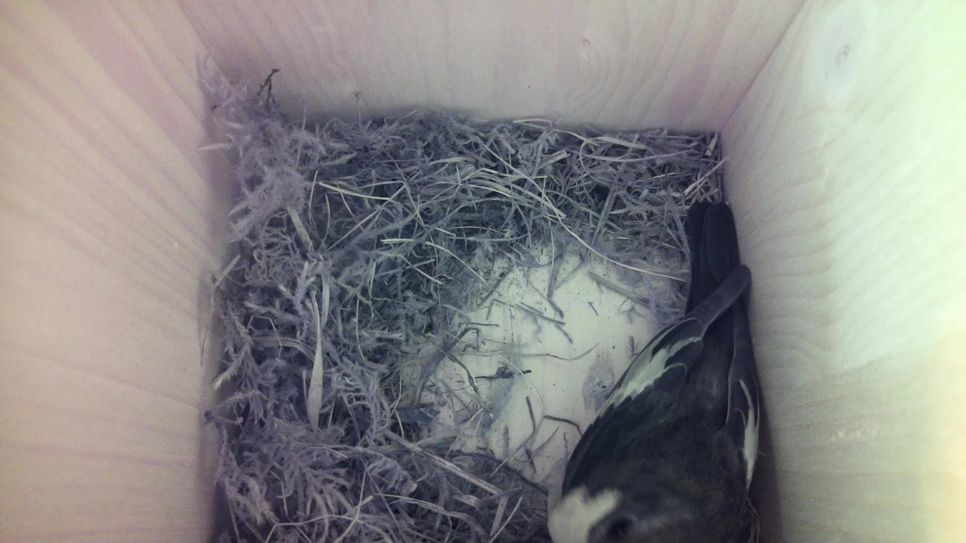 Aufnahme aus dem Vogelhaus
