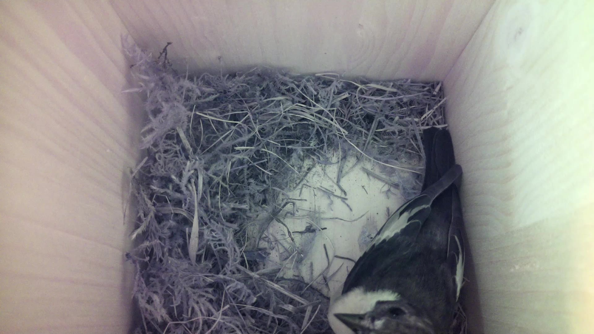 Aufnahme aus dem Vogelhaus