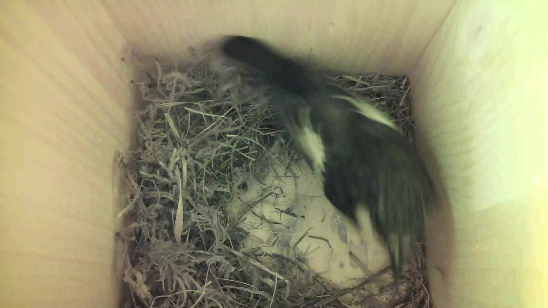 Aufnahme aus dem Vogelhaus
