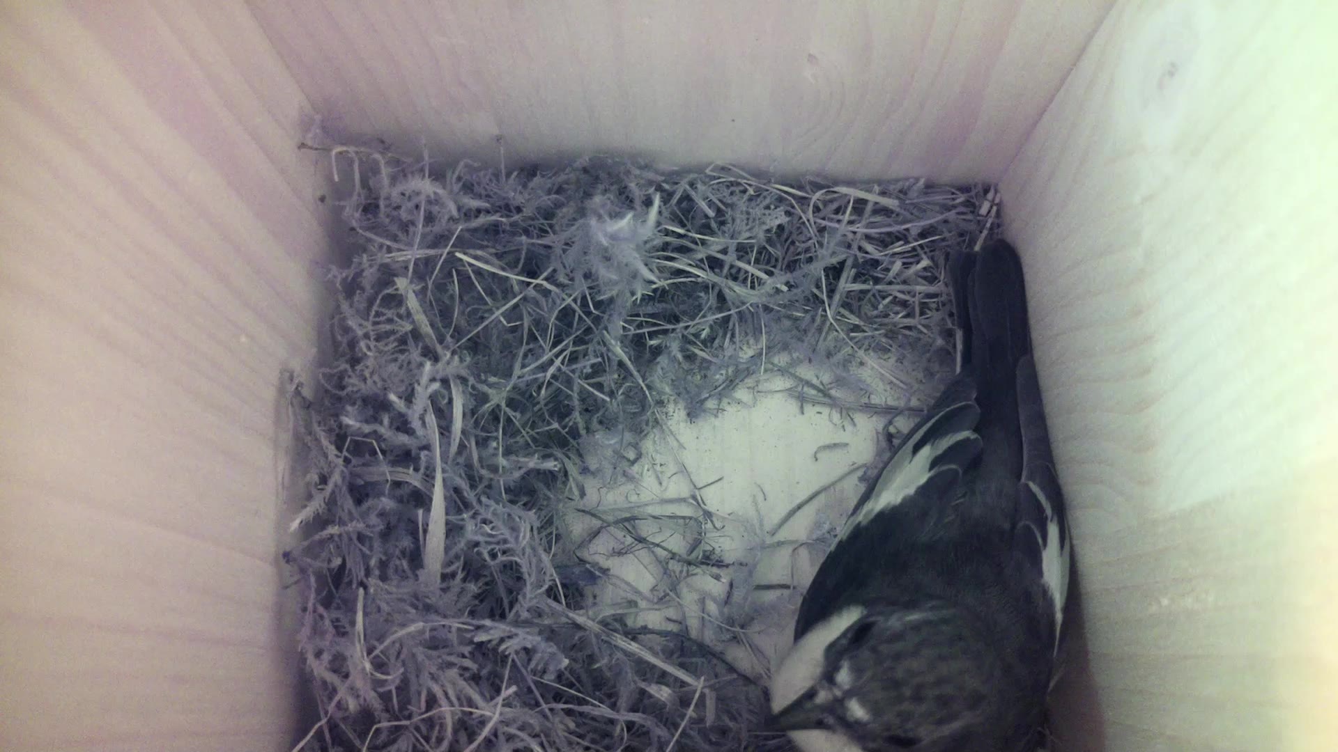 Aufnahme aus dem Vogelhaus
