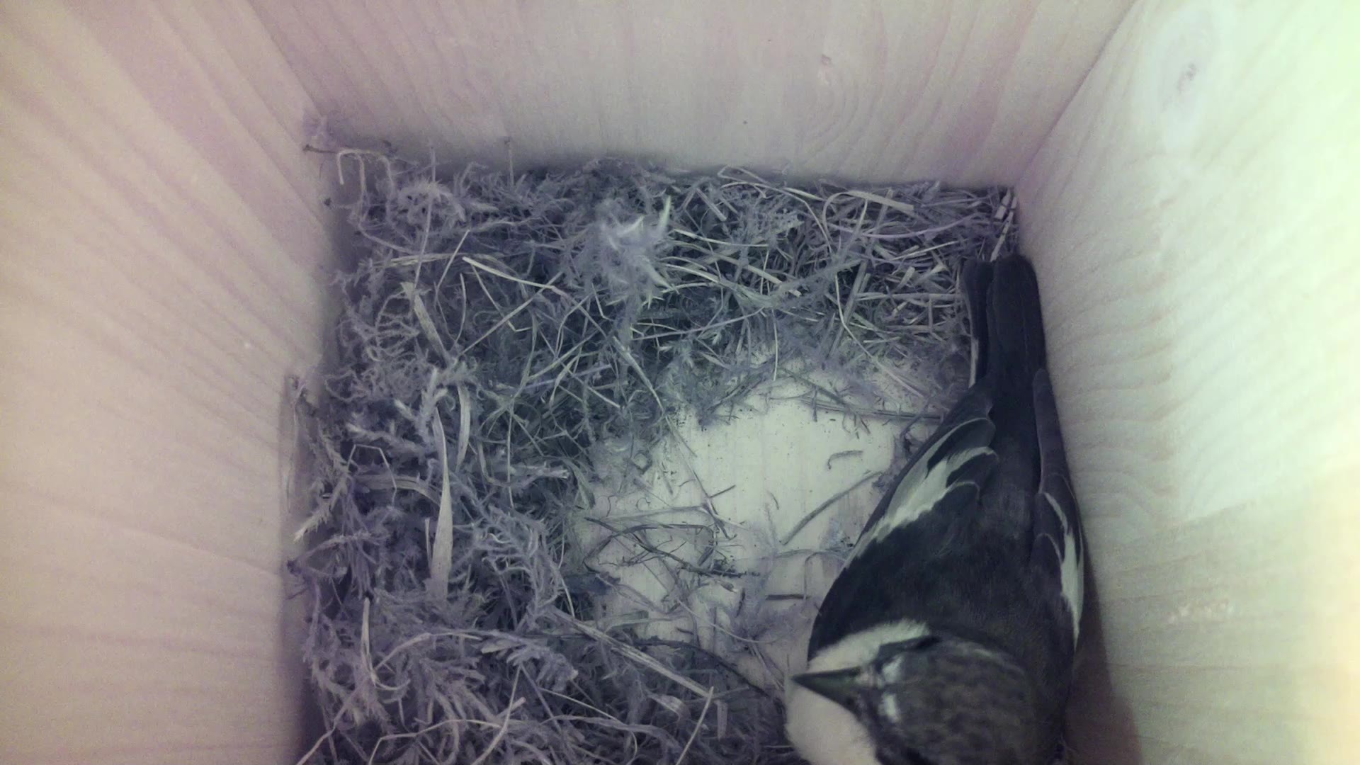Aufnahme aus dem Vogelhaus